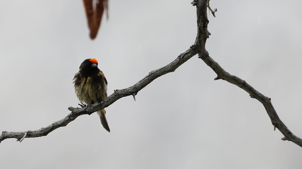 Red-fronted Serin