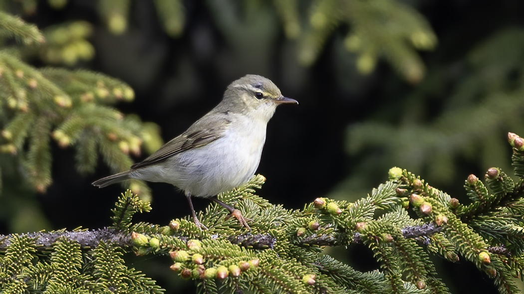 Green Warbler