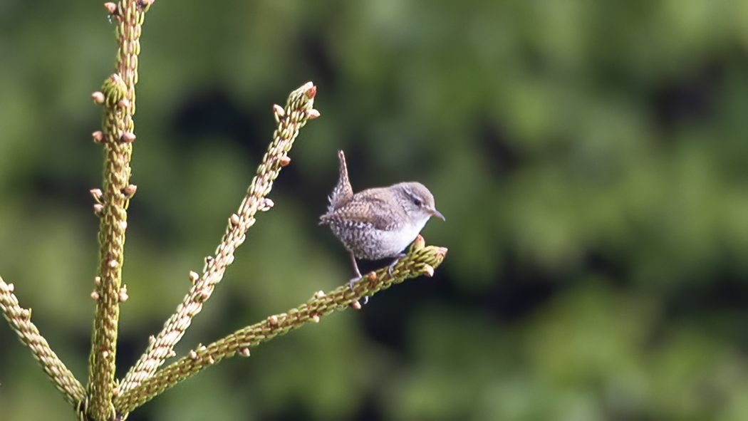 Eurasian Wren