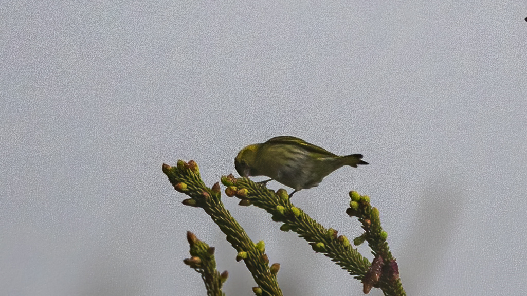 Eurasian Siskin