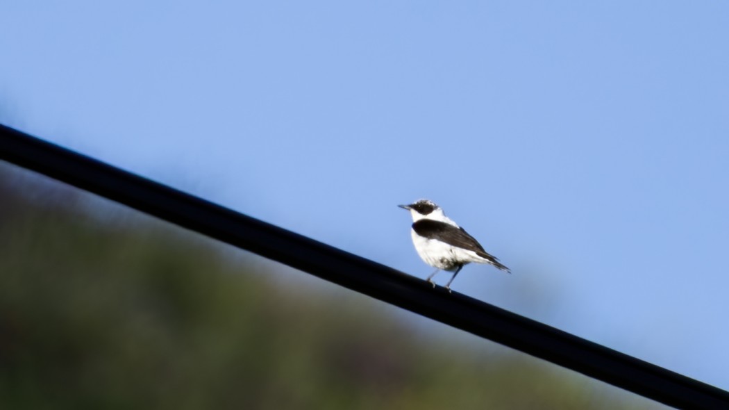 Black-eared Wheatear