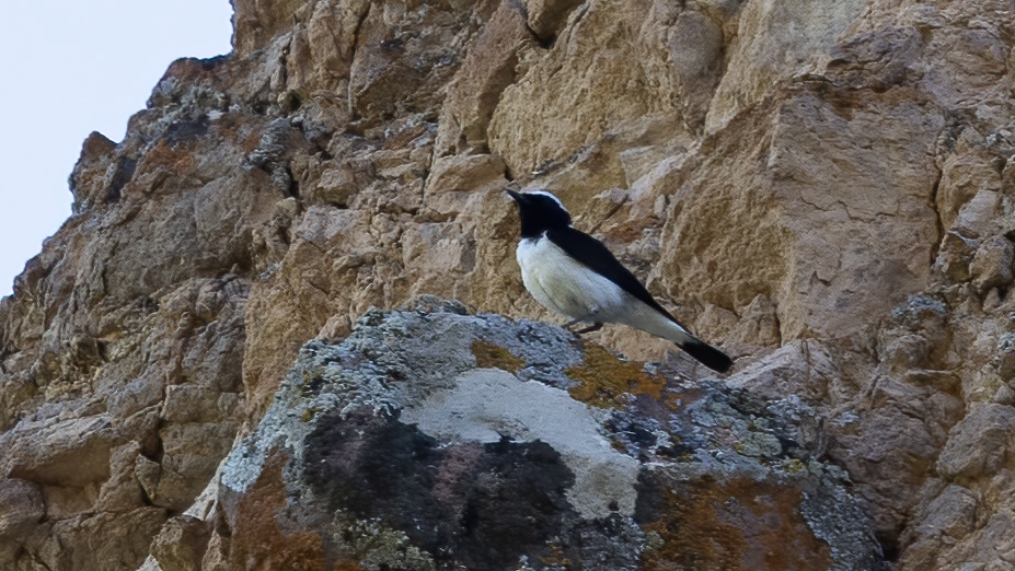 Finsch`s Wheatear