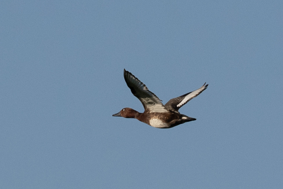 Ferruginous Duck