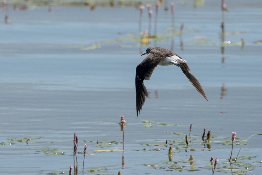 Green Sandpiper