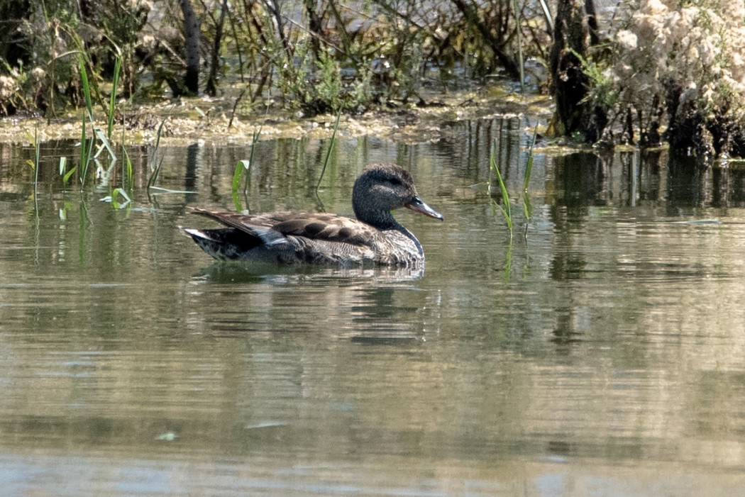 Gadwall