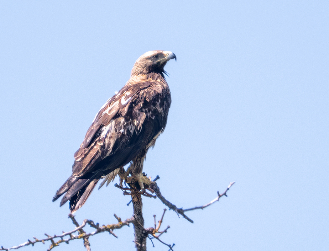 Eastern Imperial Eagle