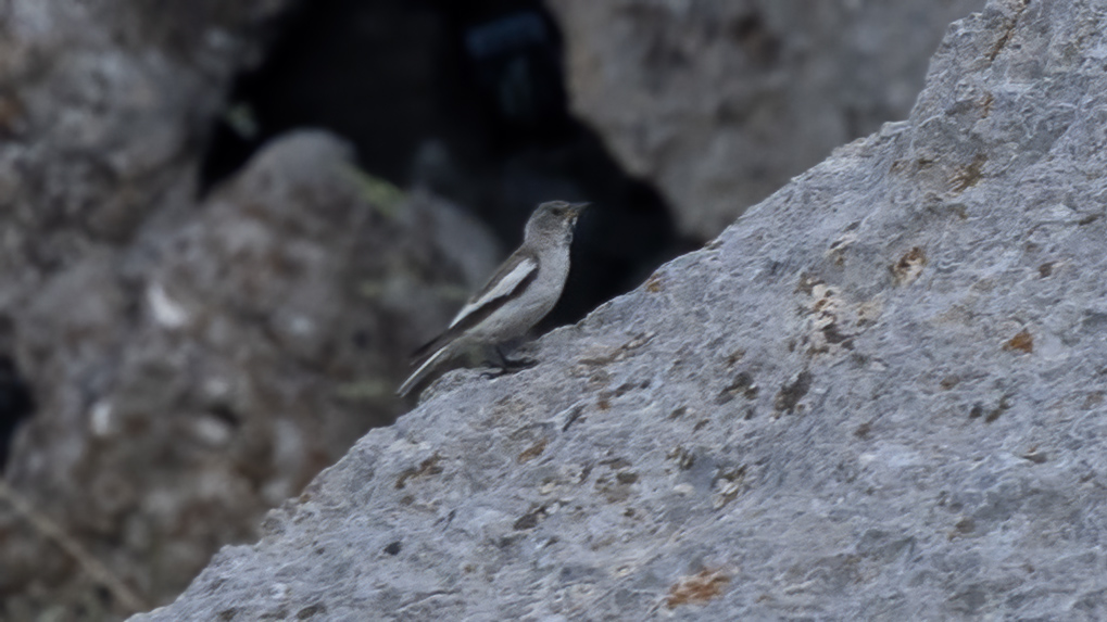 White-winged Snowfinch