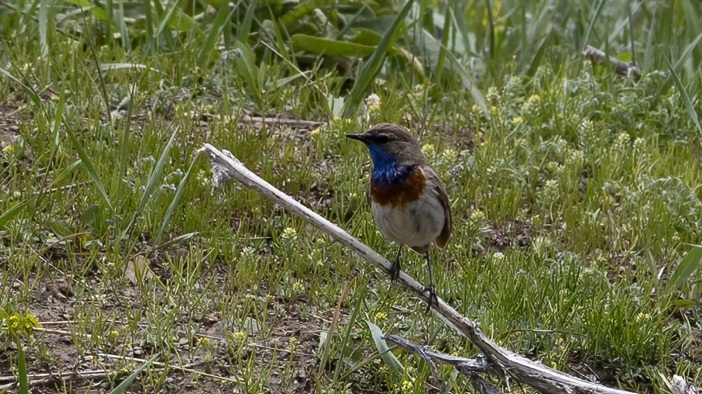 Bluethroat