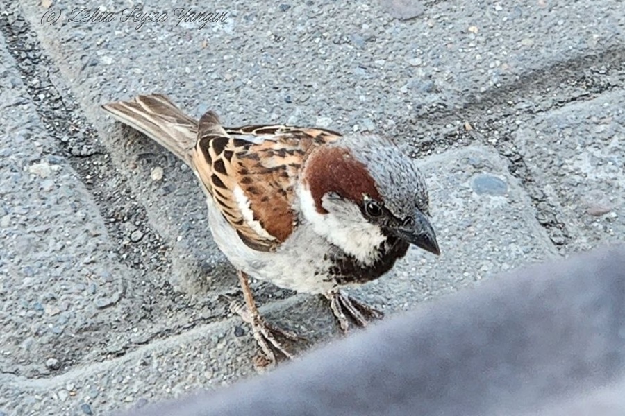 House Sparrow