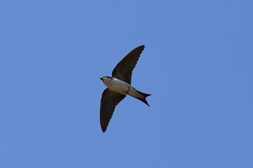 Western House Martin