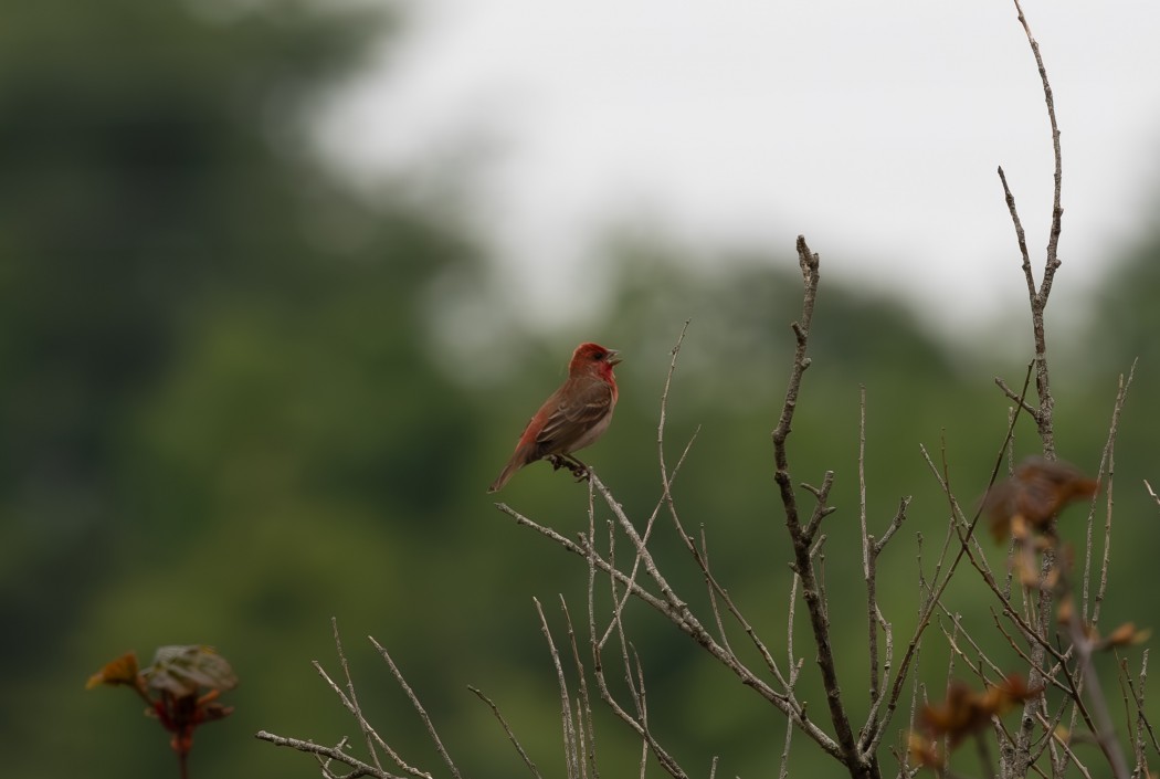 Common Rosefinch