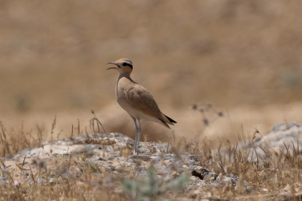 Cream-colored Courser