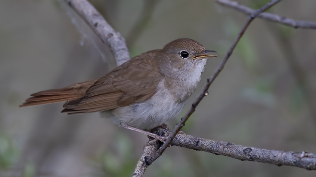 Common Nightingale