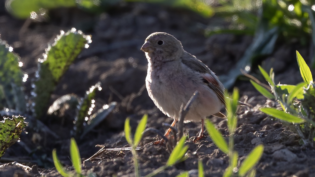 Mongolian Finch