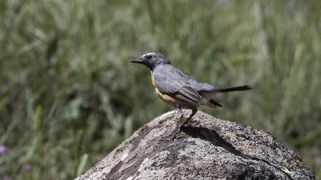 White-throated Robin