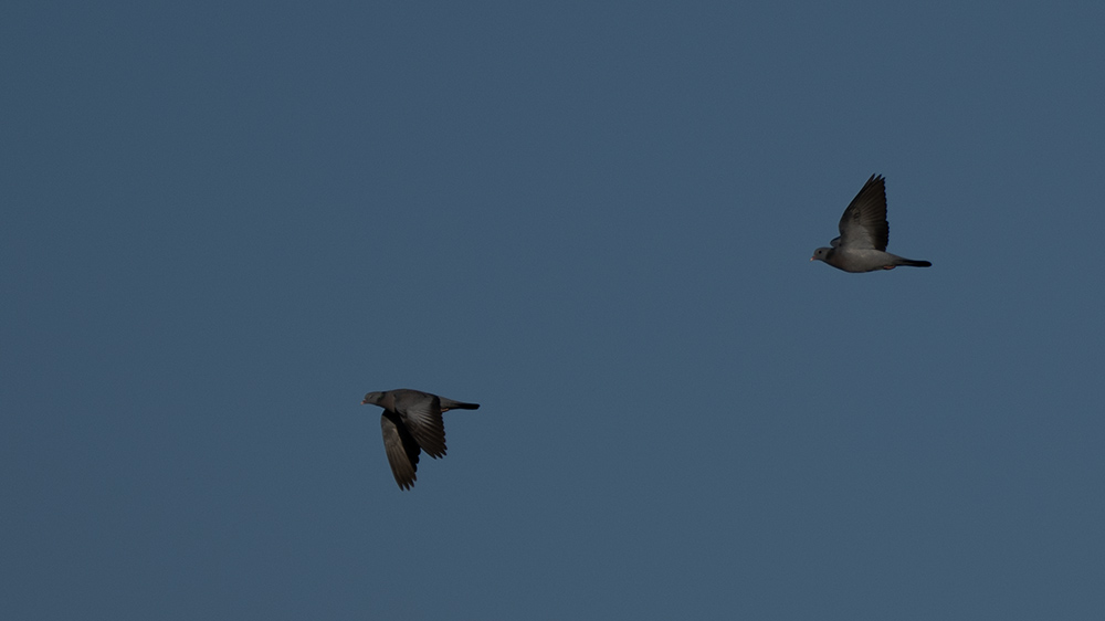 Stock Dove