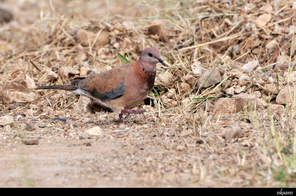 Laughing Dove