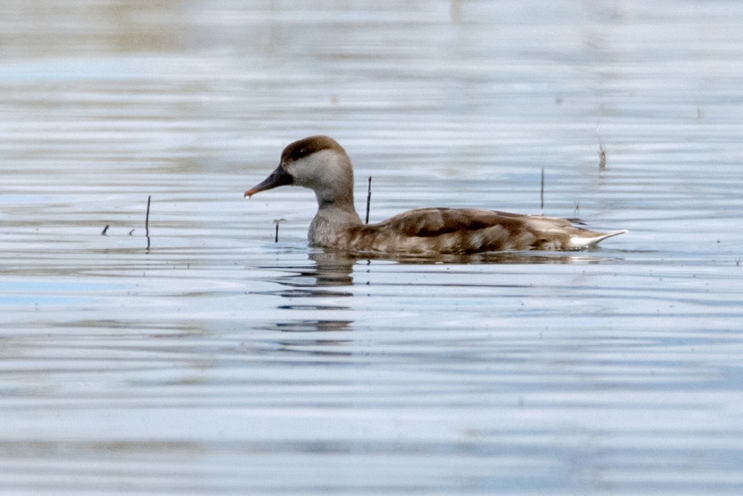 Red-crested Pochard
