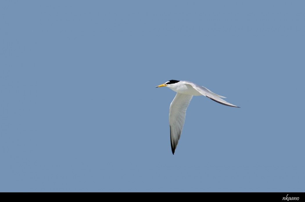 Little Tern