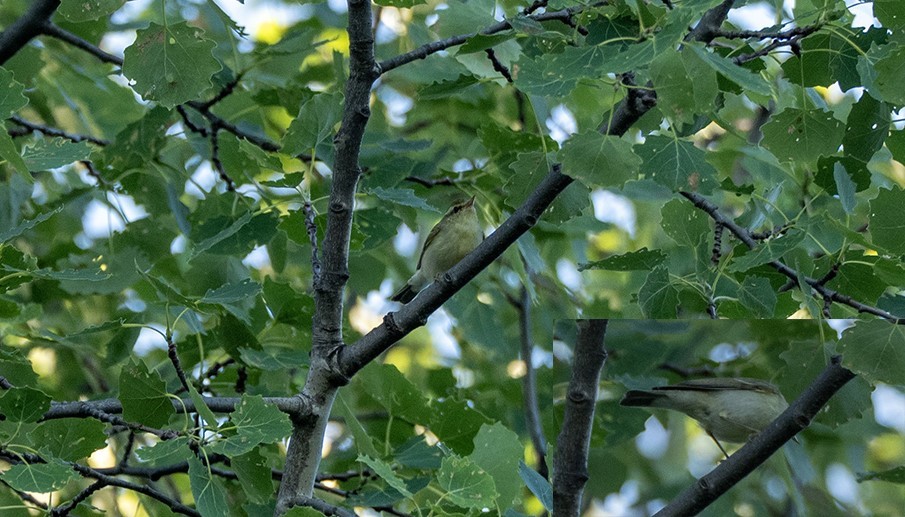 Green Warbler