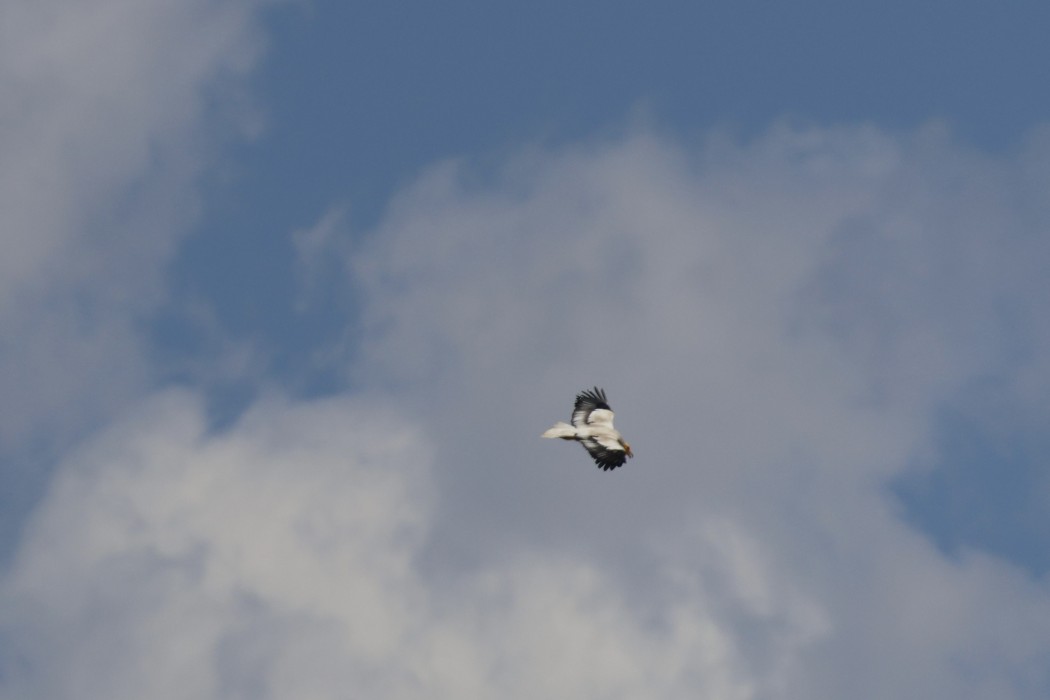 Egyptian Vulture