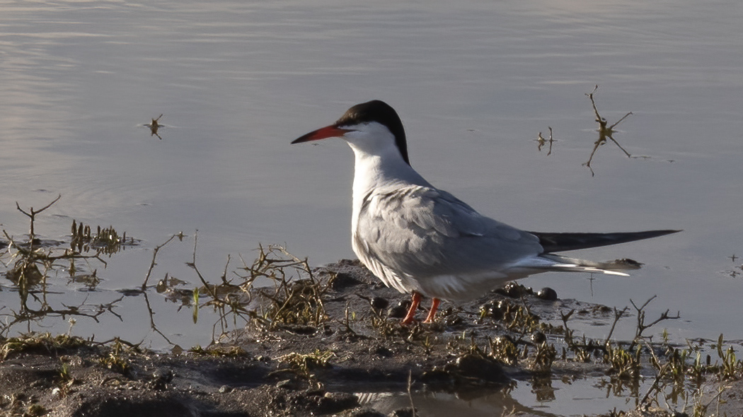 Common Tern