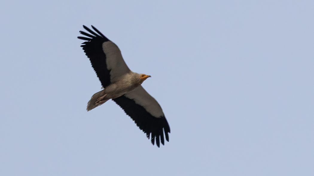 Egyptian Vulture