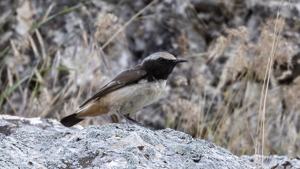 Red-tailed Wheatear