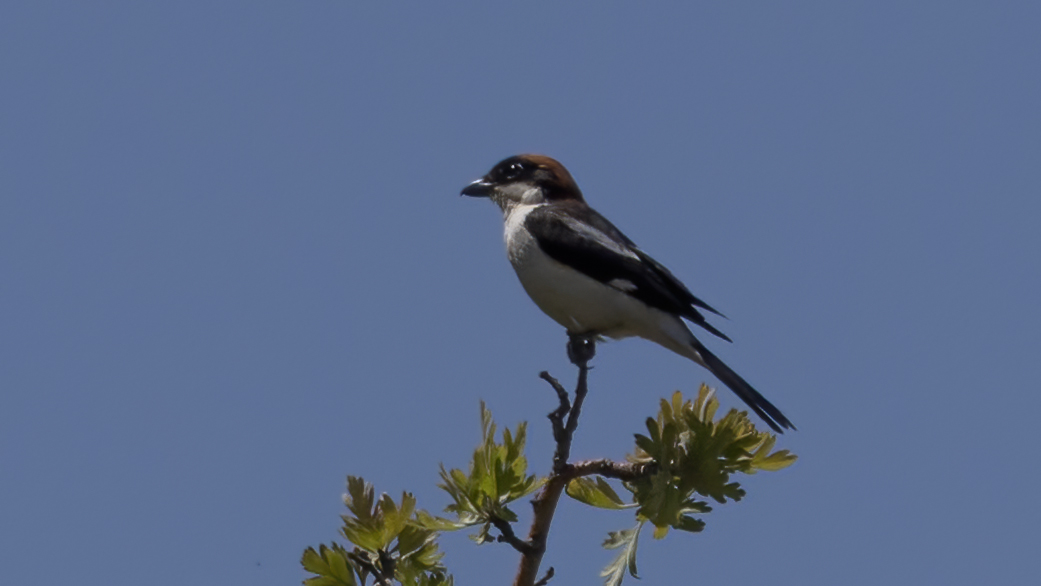 Woodchat Shrike