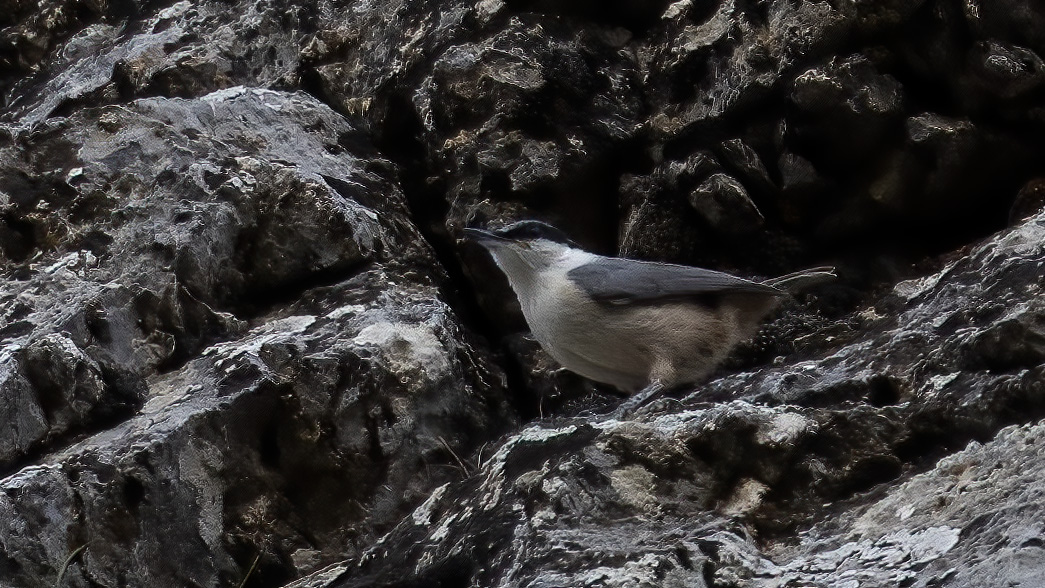 Western Rock Nuthatch