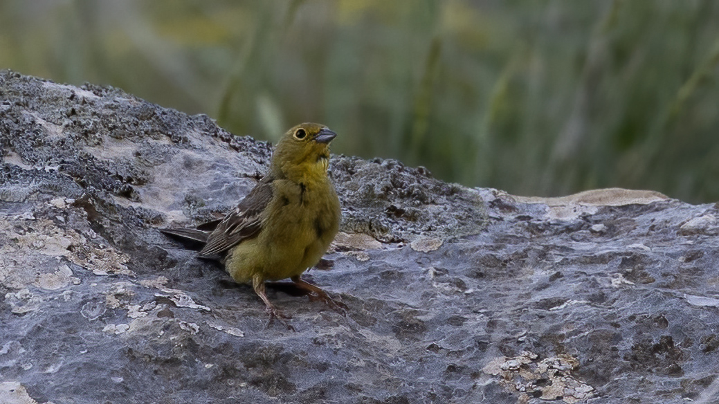 Cinereous Bunting