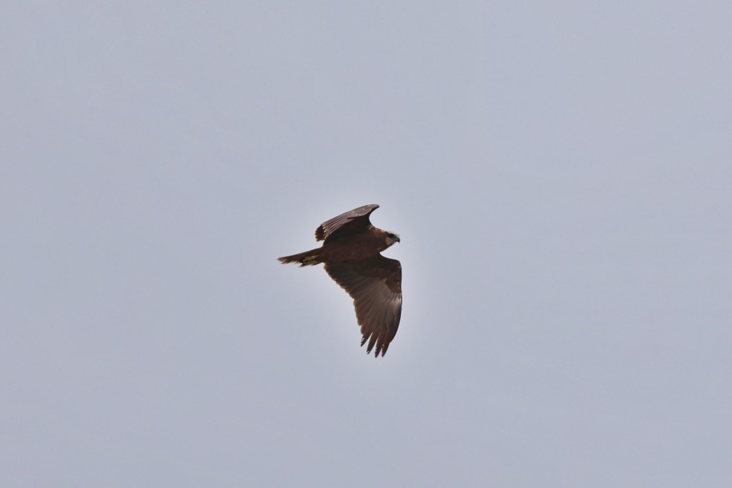 Western Marsh Harrier