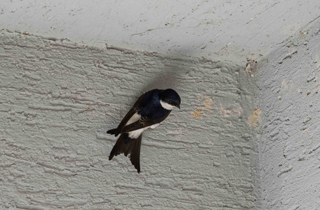 Western House Martin
