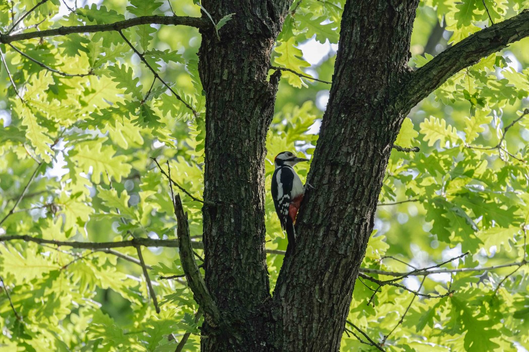 Great Spotted Woodpecker