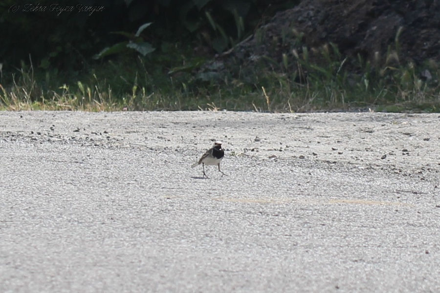 White Wagtail