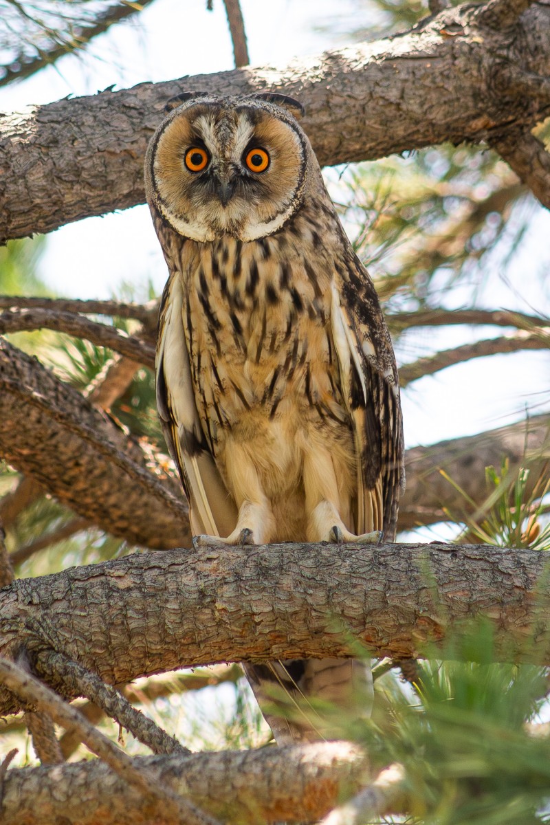 Long-eared Owl