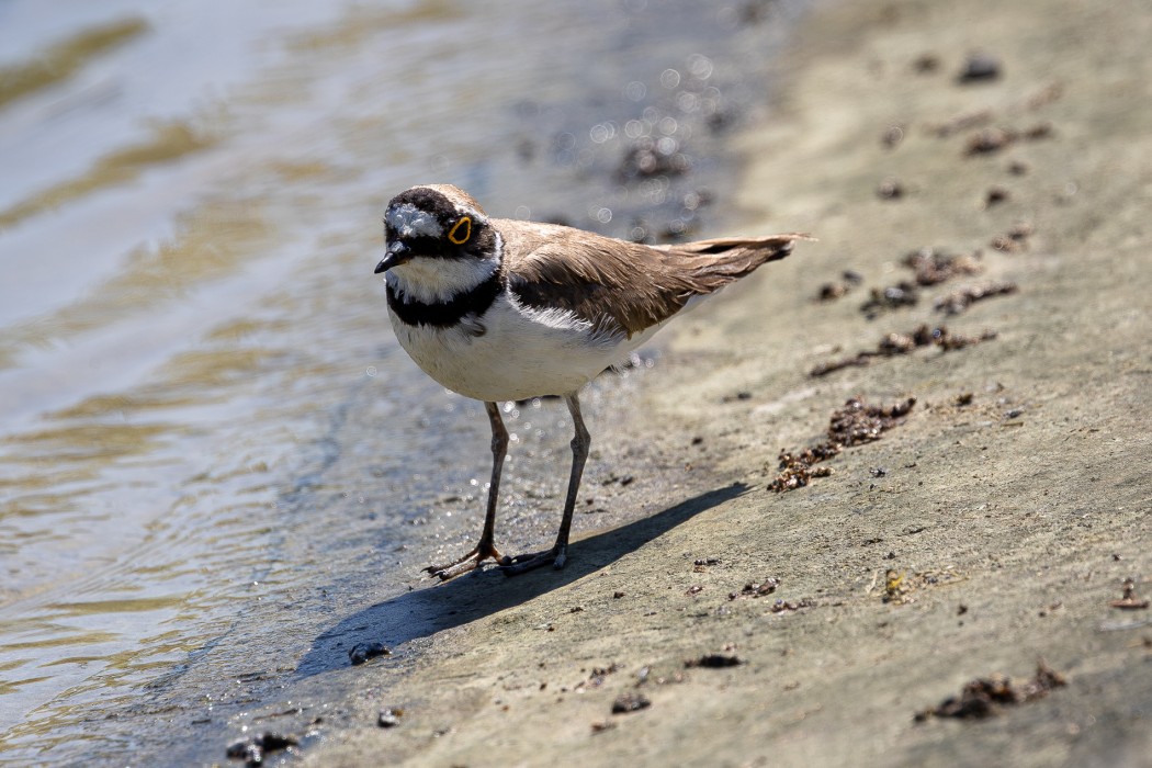 Little Ringed Plover