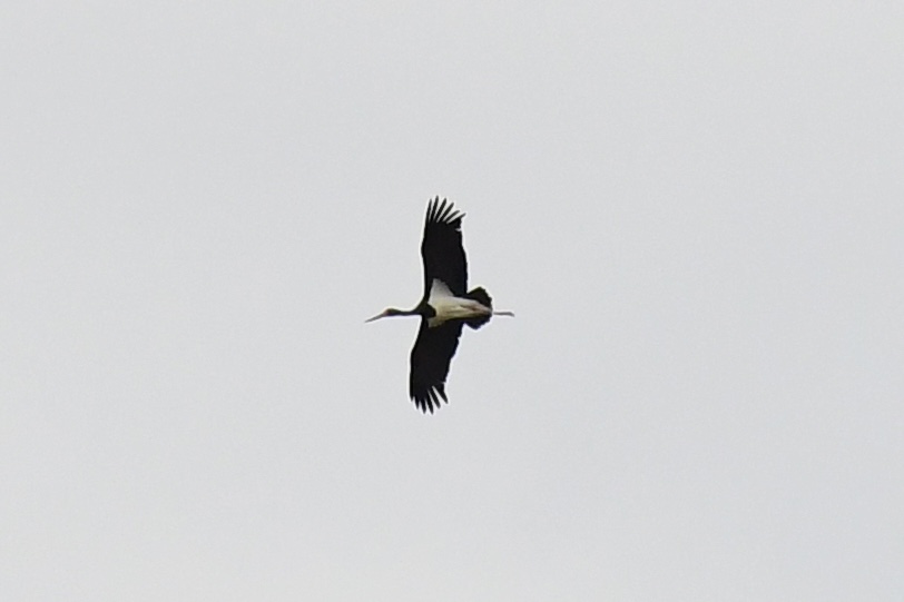 Black Stork