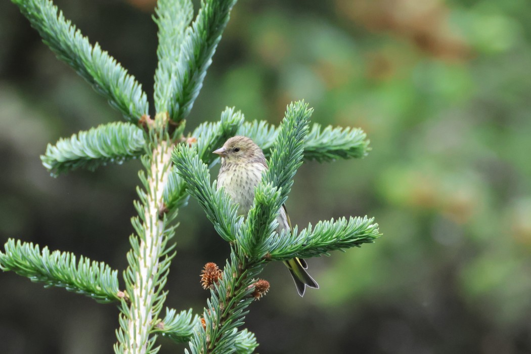 Eurasian Siskin