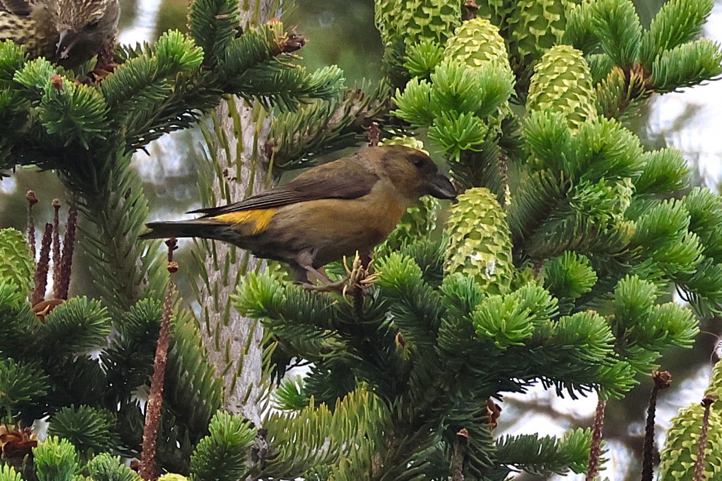 Red Crossbill
