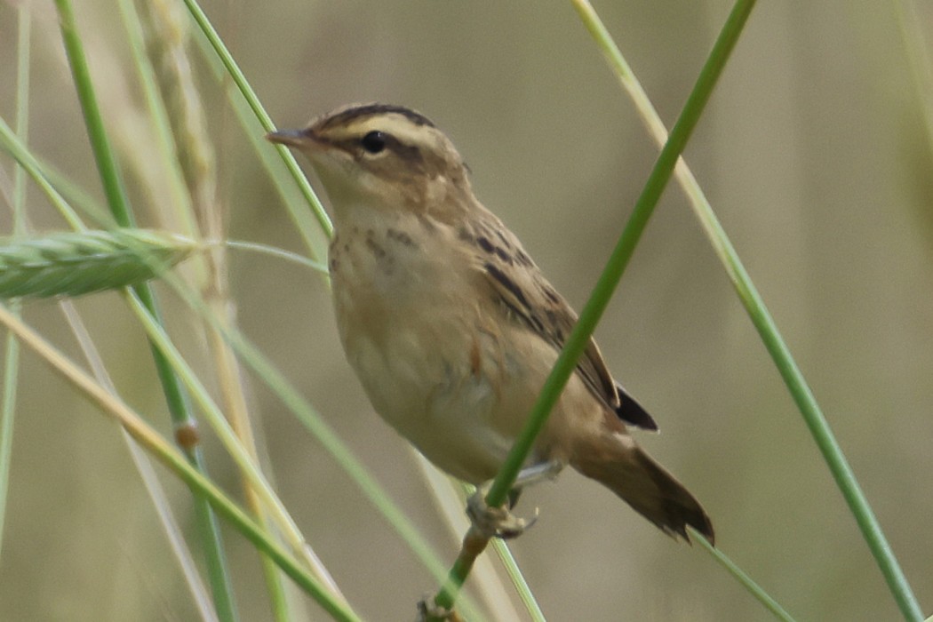 Sedge Warbler
