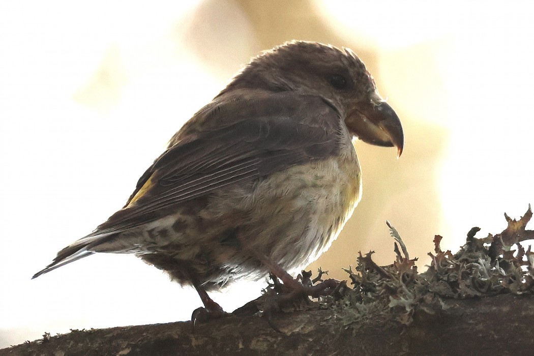 Red Crossbill