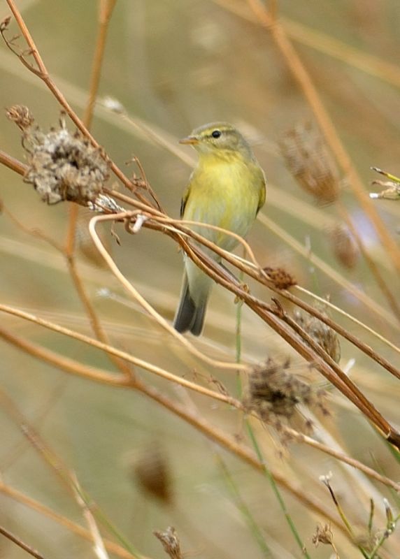 Willow Warbler