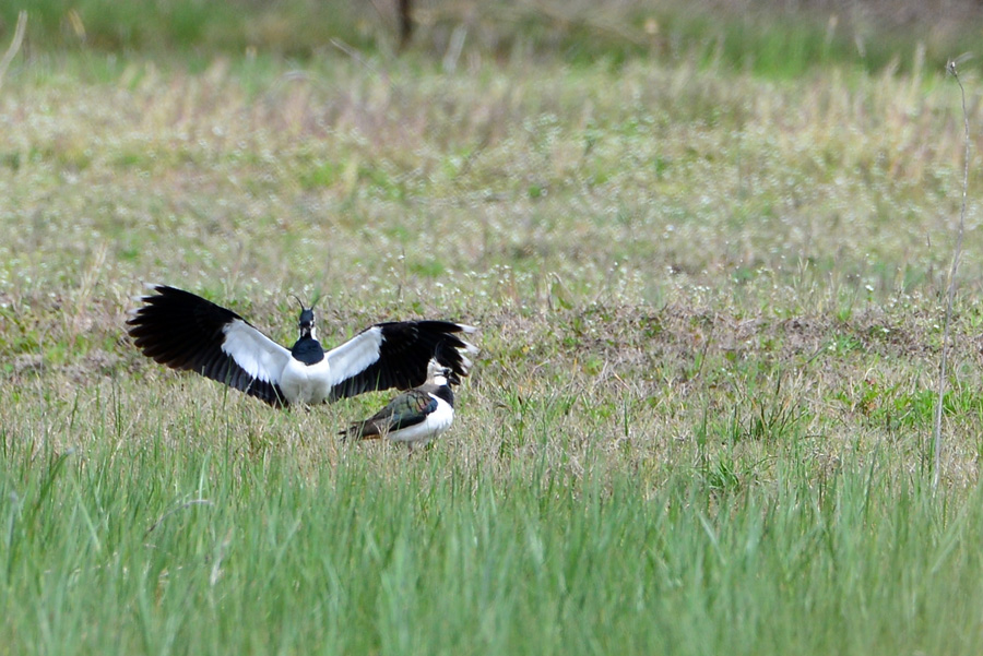 Northern Lapwing