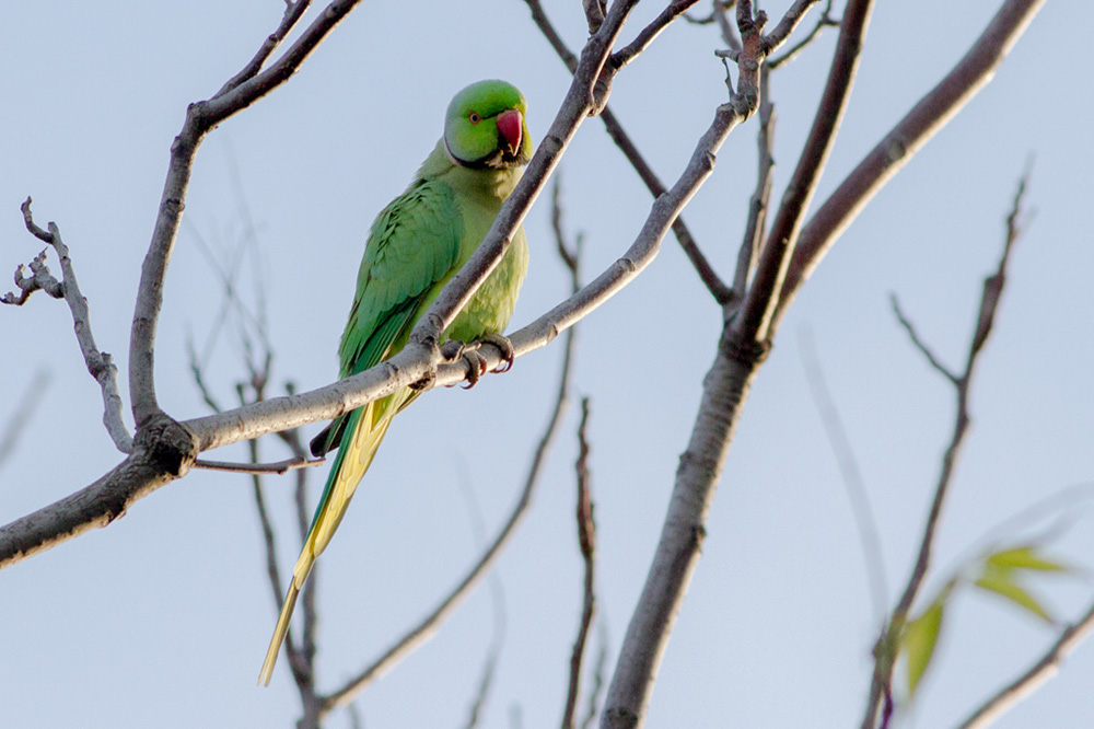 Rose-ringed Parakeet