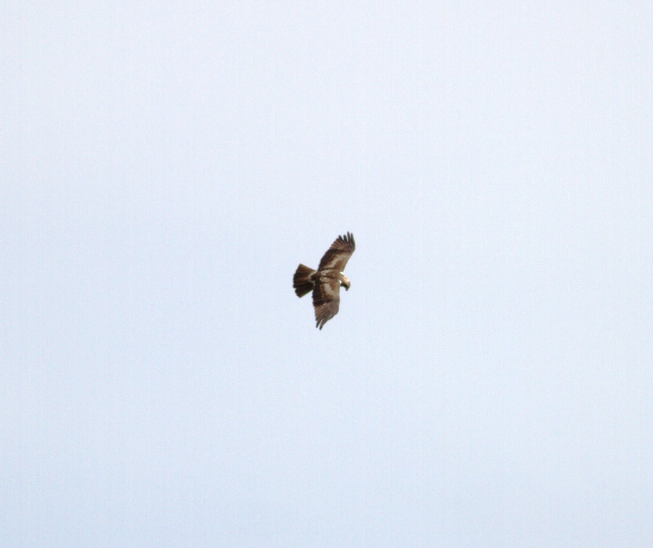 Booted Eagle
