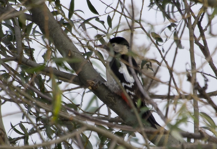 Syrian Woodpecker