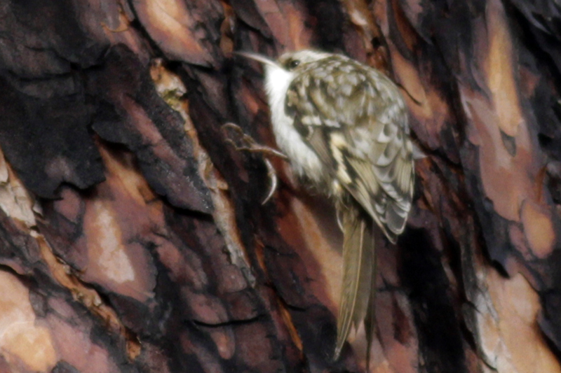 Eurasian Treecreeper