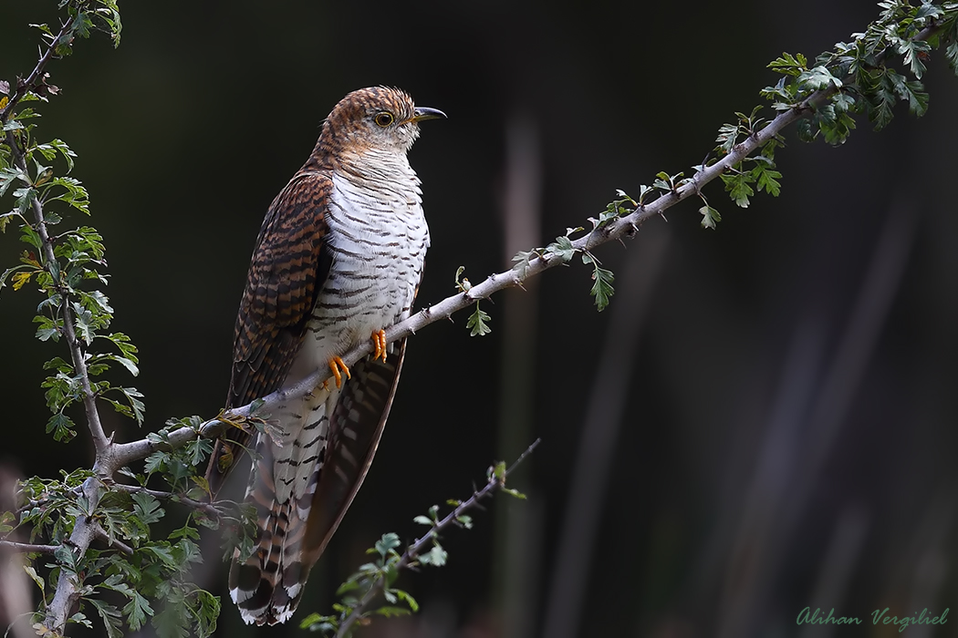 Common Cuckoo
