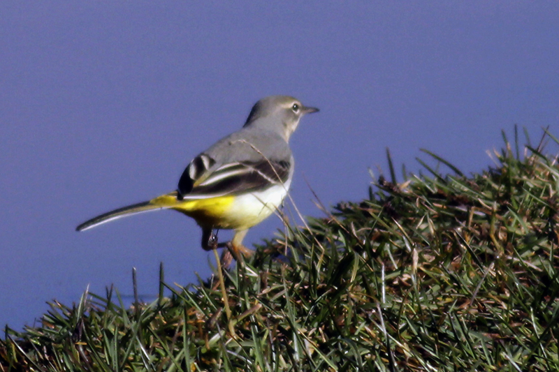 Grey Wagtail